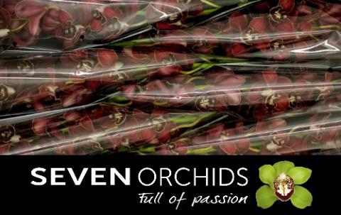 <h4>CYMB T FLAMEFLOR</h4>