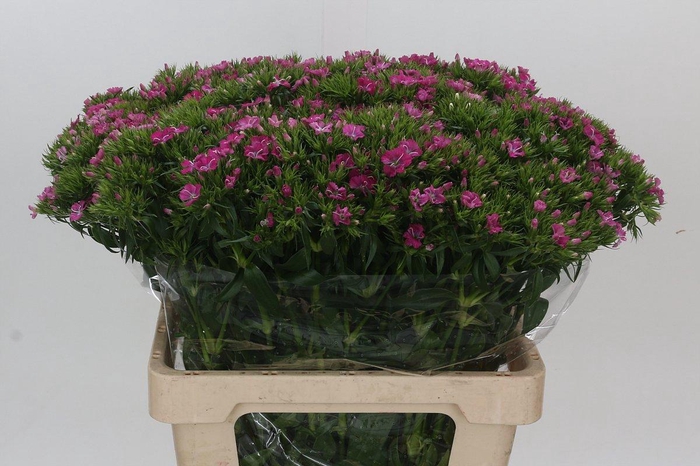 <h4>DI BARB AM ROSE</h4>