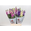 Matthiola Iron Rainbow Mix