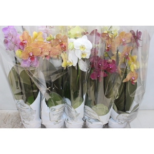 PHALAENOPSIS P12 2 HT