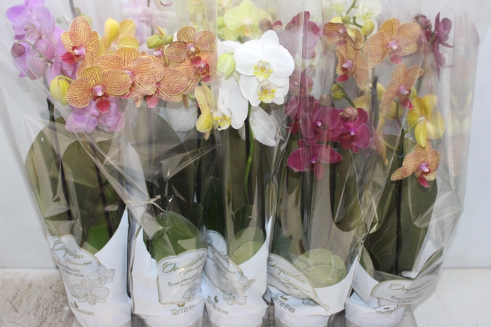 <h4>PHALAENOPSIS P12 2 HT</h4>