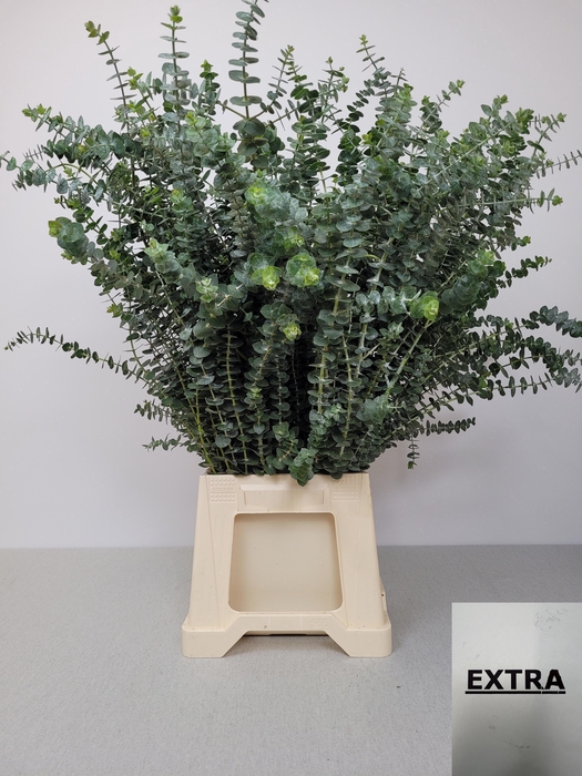 <h4>EUC BABY BLUE PB EXTRA</h4>