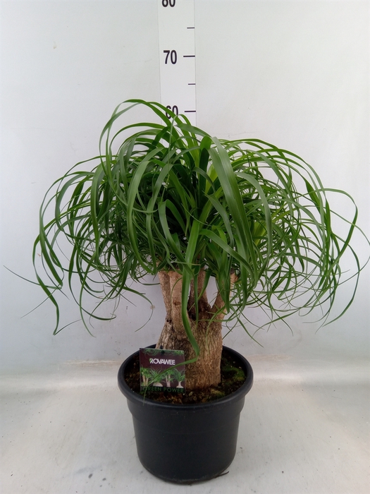 <h4>Beaucarnea recurvata</h4>