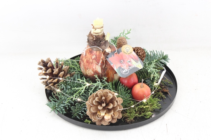 <h4>arr4 Amaryllis MB - Zink rand black LED</h4>