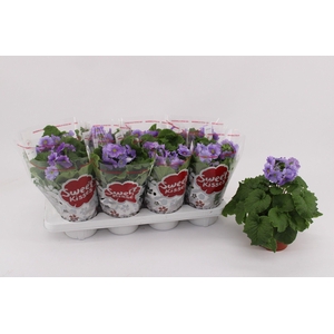 Primula Obconica Dark Blue 13cm