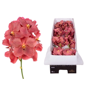 Vanda Salmon X10