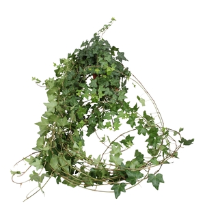 Hedera helix groen lange plant