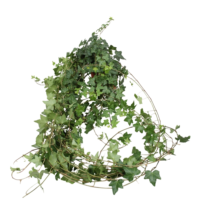 <h4>Hedera helix groen lange plant</h4>