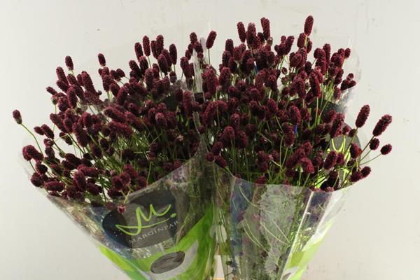 <h4>Sanguisorba Red Dream L 70</h4>