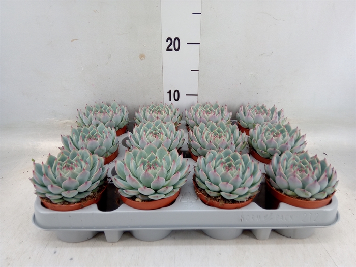 <h4>Echeveria   ...</h4>