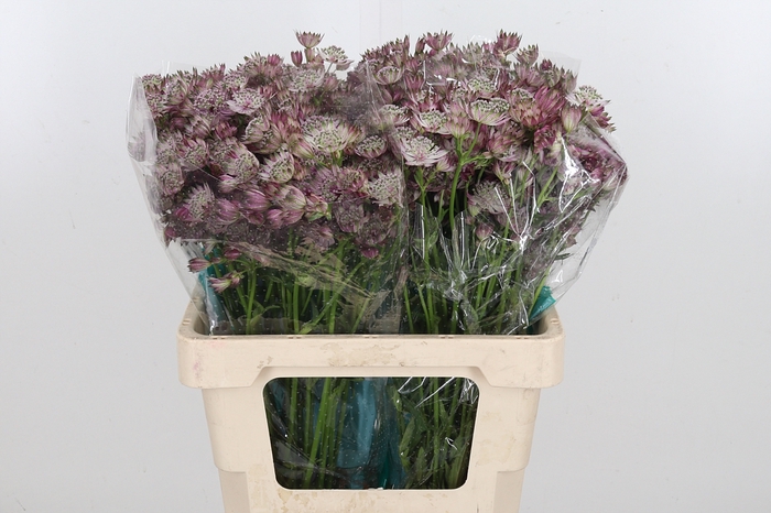 <h4>Astrantia Star Of Africa</h4>