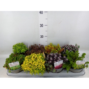 Sedum   ...