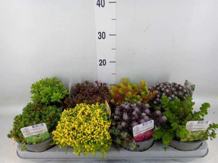<h4>Sedum ...</h4>