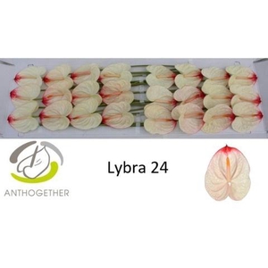 Anthurium Lybra
