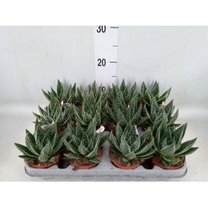 Gasteria