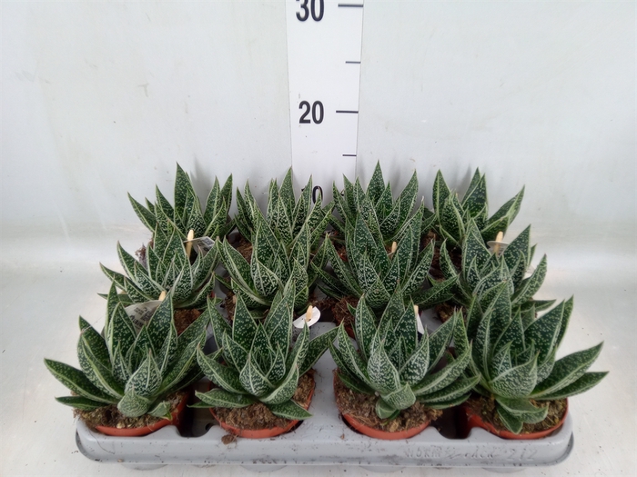 <h4>Gasteria</h4>