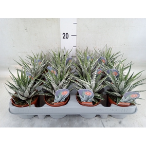 Haworthia fasciata 'Alba'