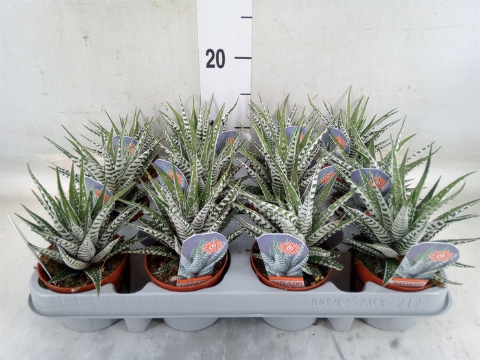 <h4>Haworthia fasciata 'Alba'</h4>
