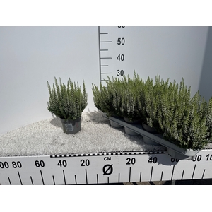 CALLU BL VERENKA
