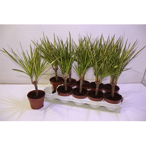 arr8 Dra Marg Sunray