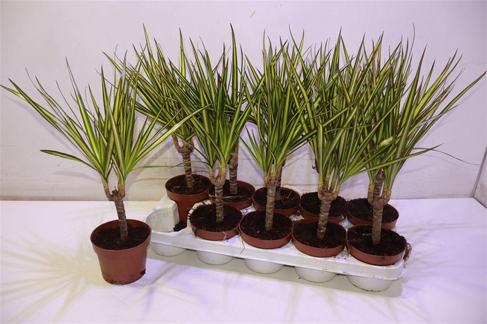 <h4>arr8 Dra Marg Sunray</h4>