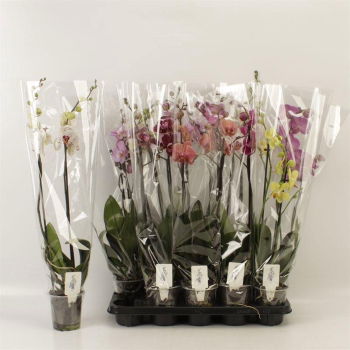 <h4>PHAL GEM 6 KL</h4>