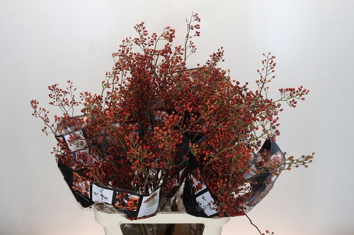 <h4>ROSA OUVERTURE</h4>