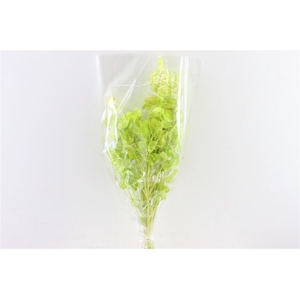 Dried Lunaria L Green Bunch Poly