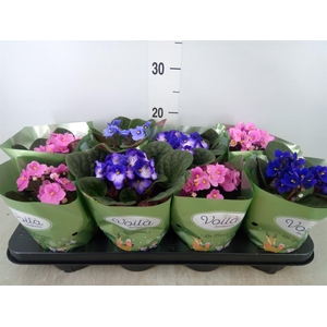 Saintpaulia   ...mix