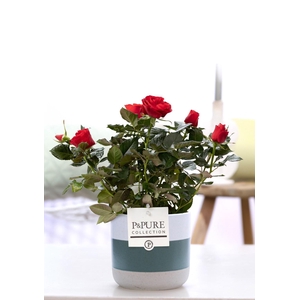 Rosa red in P&PURE Lauren ceramics