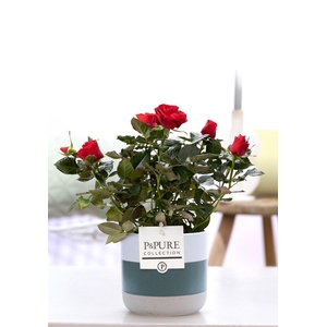 Rosa red in P&PURE Lauren ceramics