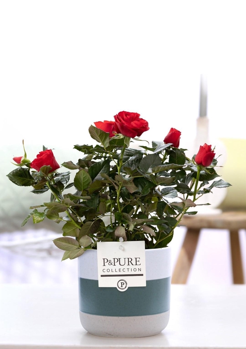 <h4>Rosa red in P&PURE Lauren ceramics</h4>