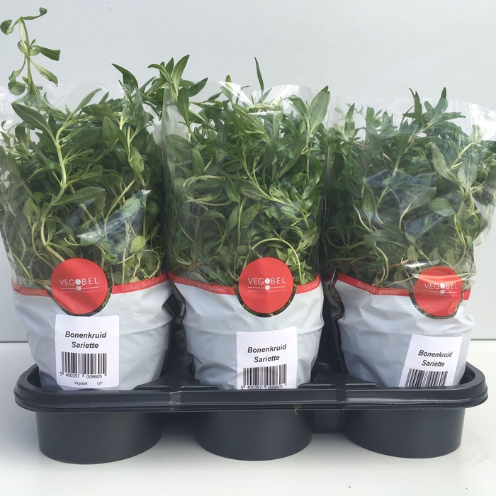 <h4>Bonenkruid P12</h4>