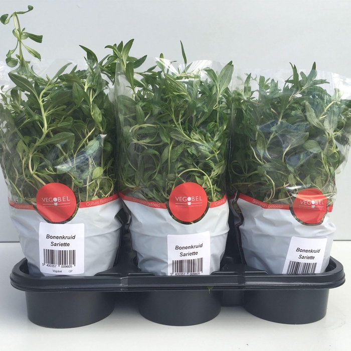 <h4>Bonenkruid P12</h4>