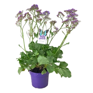 Limonium salt lake