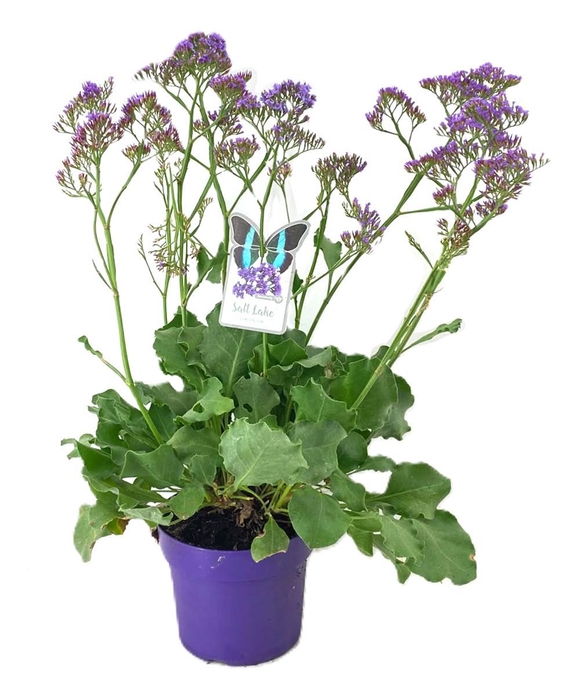 <h4>Limonium salt lake</h4>