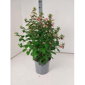 FUCHSIA W JUBELTEEN