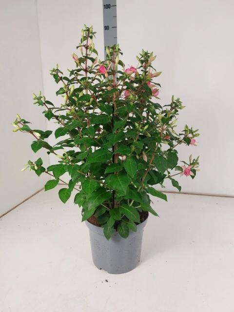 <h4>FUCHSIA W JUBELTEEN</h4>