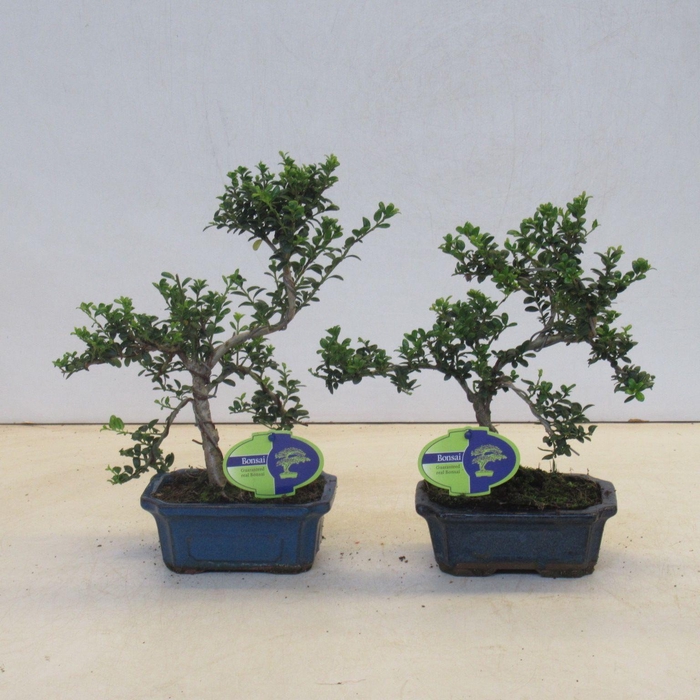 <h4>ilex crenata, 15 cm shape round leaf, with drip tray</h4>
