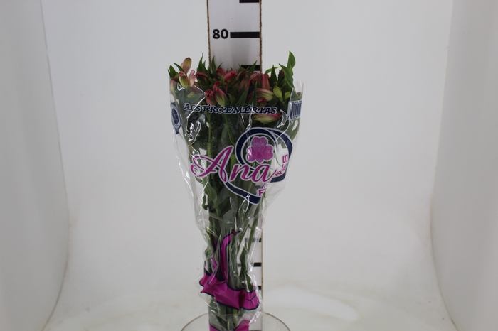 <h4>ALSTROEMERIA TOURMALINE 080 CM ROSA</h4>