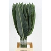 STRELITZIA LEAF