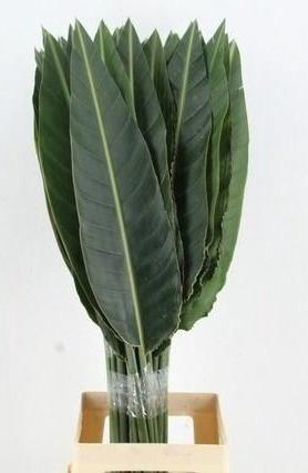 STRELITZIA LEAF