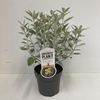Heesters Brachyglottis Sunshine