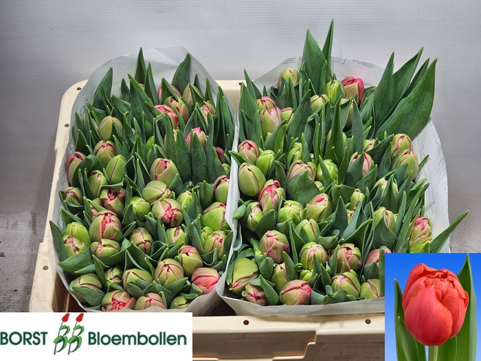 <h4>TU DU ETCHED SALMON</h4>