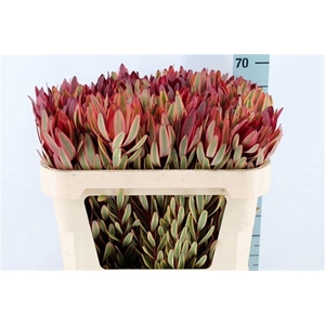 Leucad Safari Yester 70cm