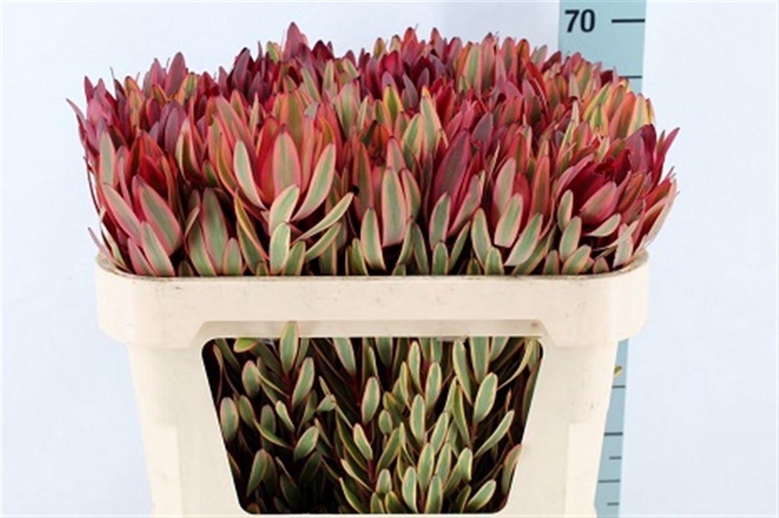 <h4>Leucad Safari Yester 70cm</h4>