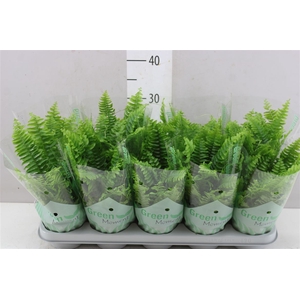 Nephrolepis Green Moment