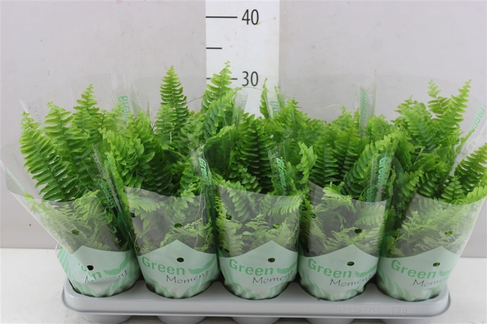 <h4>Nephrolepis Green Moment</h4>