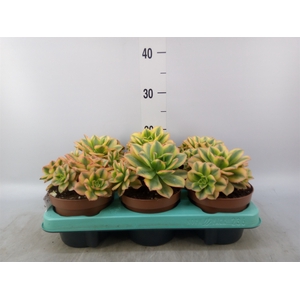 Aeonium   ...