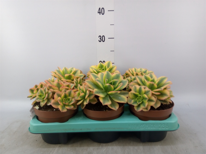 <h4>Aeonium   ...</h4>